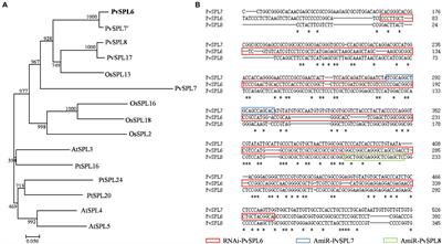 Downregulation of miR156-Targeted PvSPL6 in Switchgrass Delays Flowering and Increases Biomass Yield